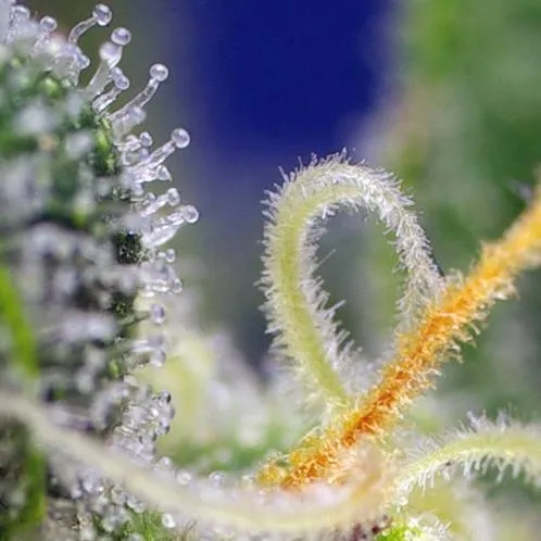 Honey Peach Auto CBD — afbeelding 3
