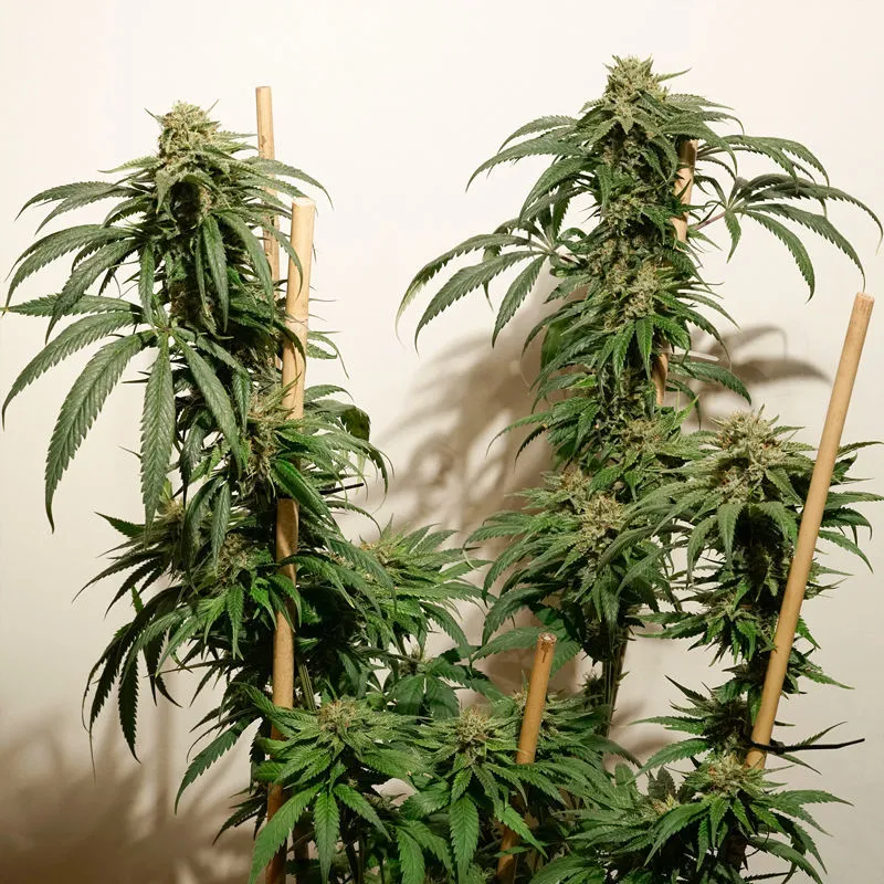 Ice Cream Haze — afbeelding 3