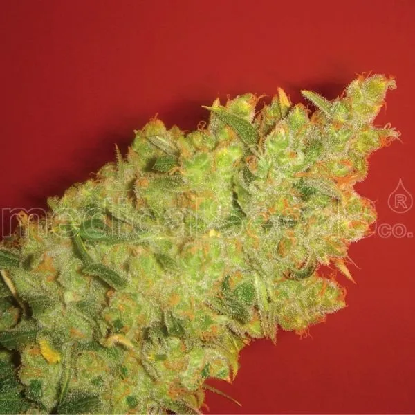 Jack La Mota — afbeelding 2