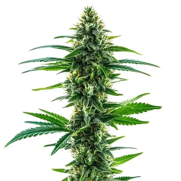 Khalifa Kush — afbeelding 2