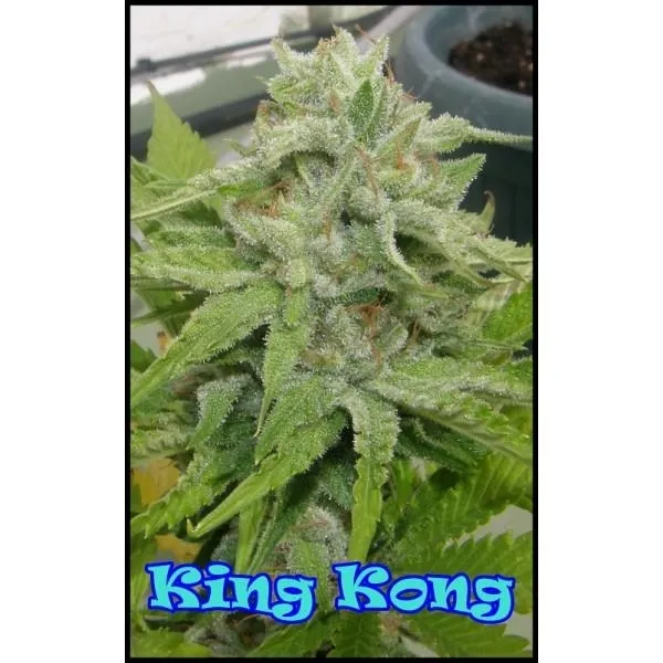 King Kong — afbeelding 3