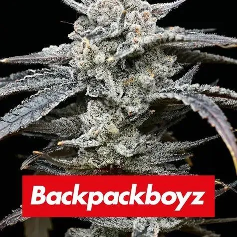 Lemon Cherry Gelato (Barney's Farm x Backpackboyz) — afbeelding 2