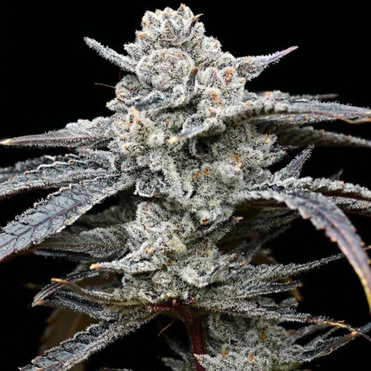 Lemon Cherry Gelato (Barney's Farm x Backpackboyz) — afbeelding 3