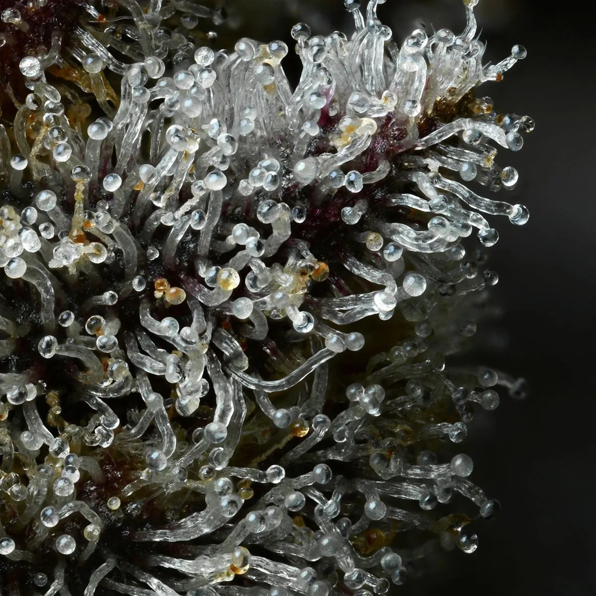 Lemon Cherry Gelato (Barney's Farm x Backpackboyz) — afbeelding 4