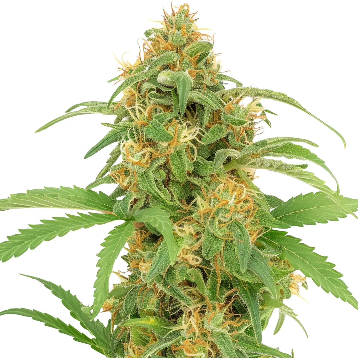 Lemon Haze Auto — afbeelding 2