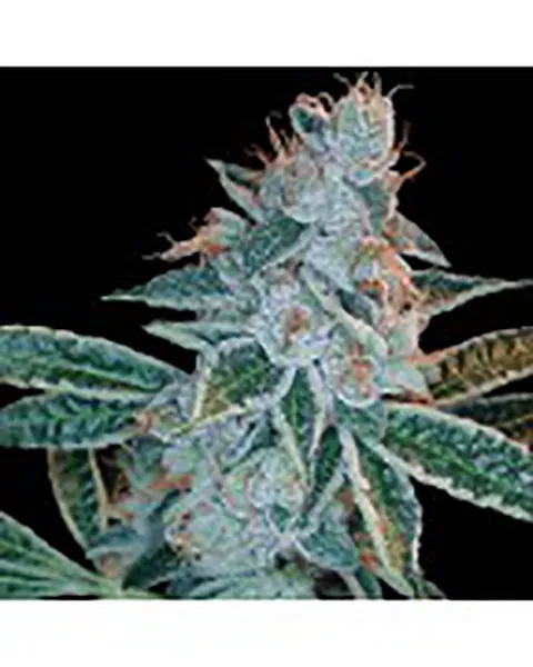Lemon OG Kush — afbeelding 2