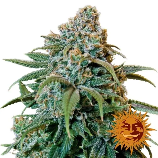 Liberty Haze — afbeelding 2