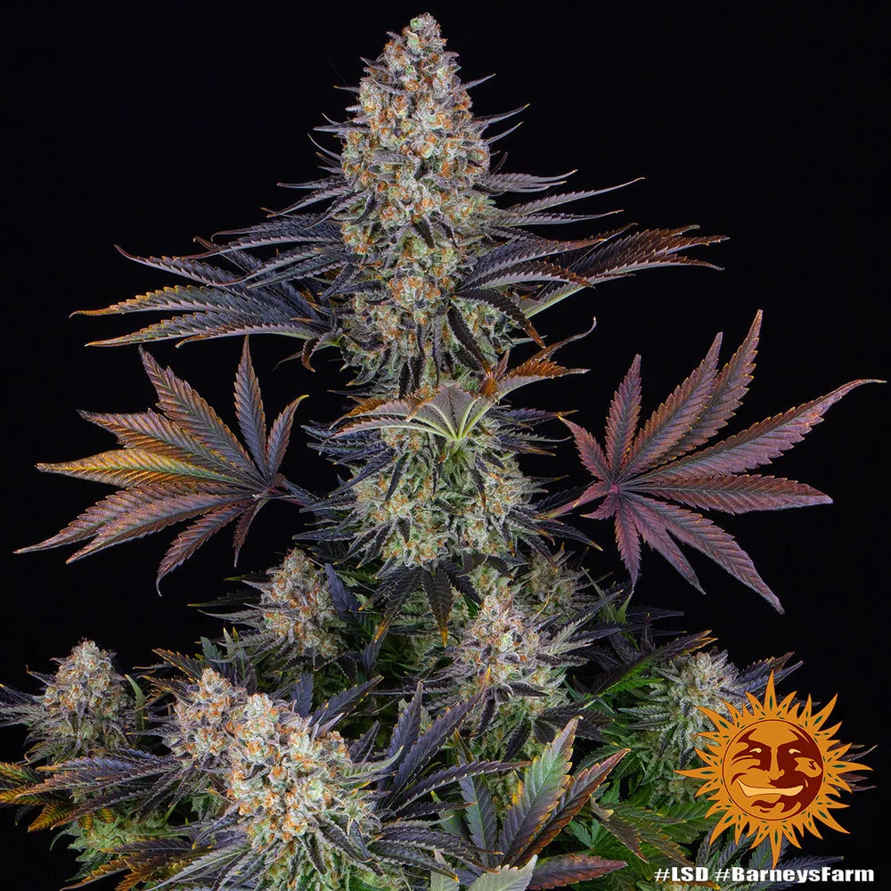 LSD — afbeelding 2