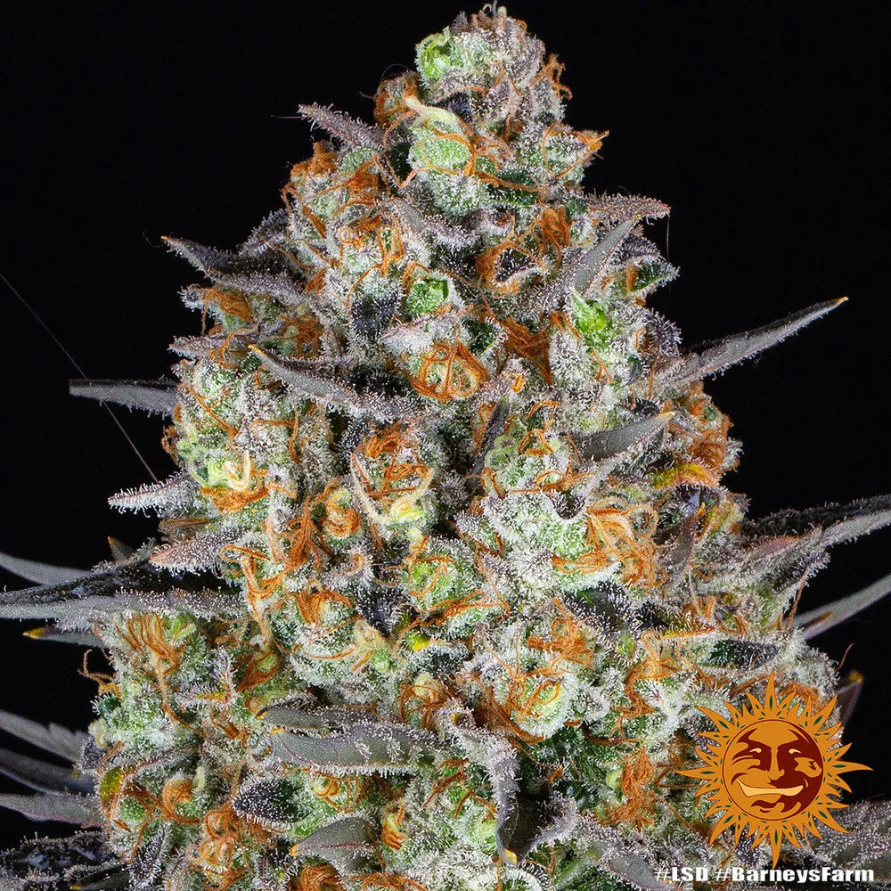 LSD — afbeelding 3