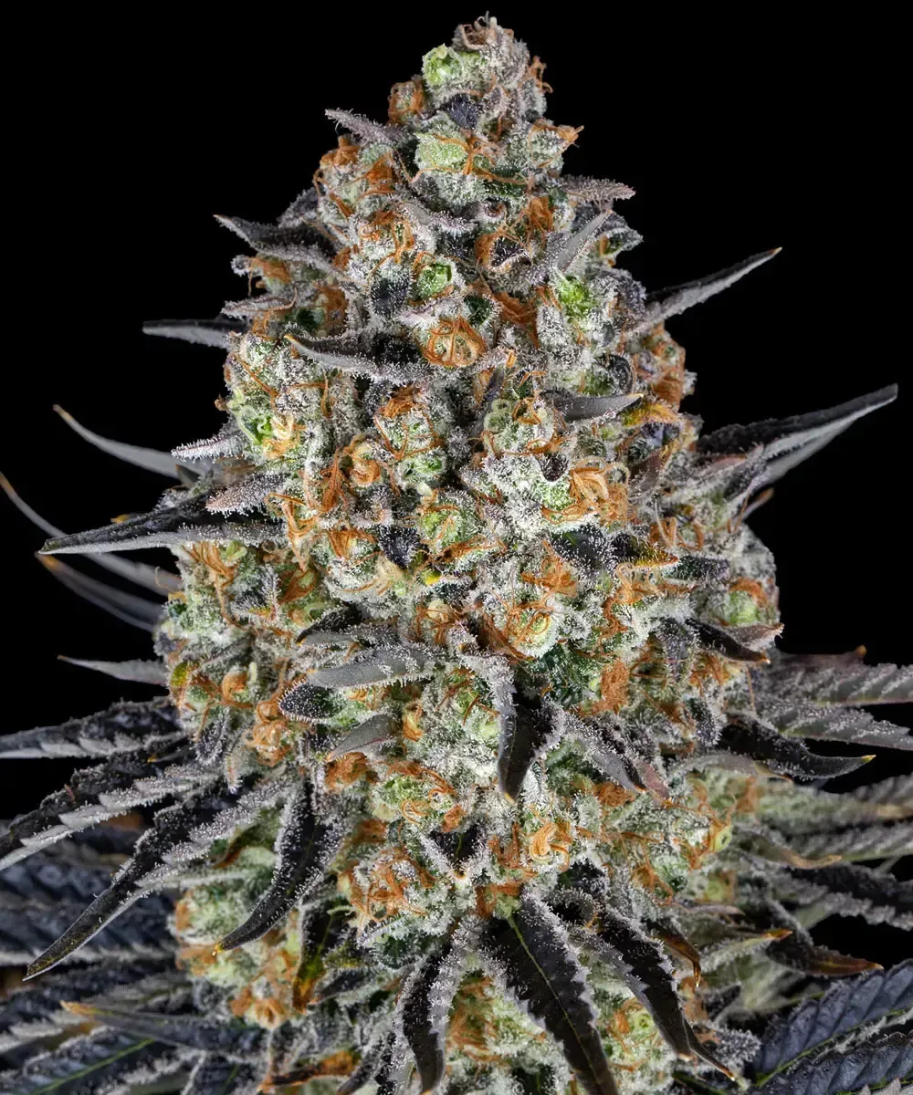LSD — afbeelding 4