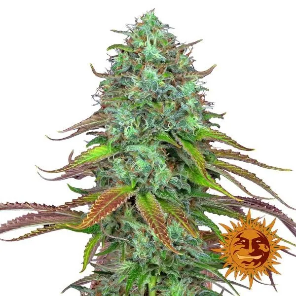 LSD Auto — afbeelding 2