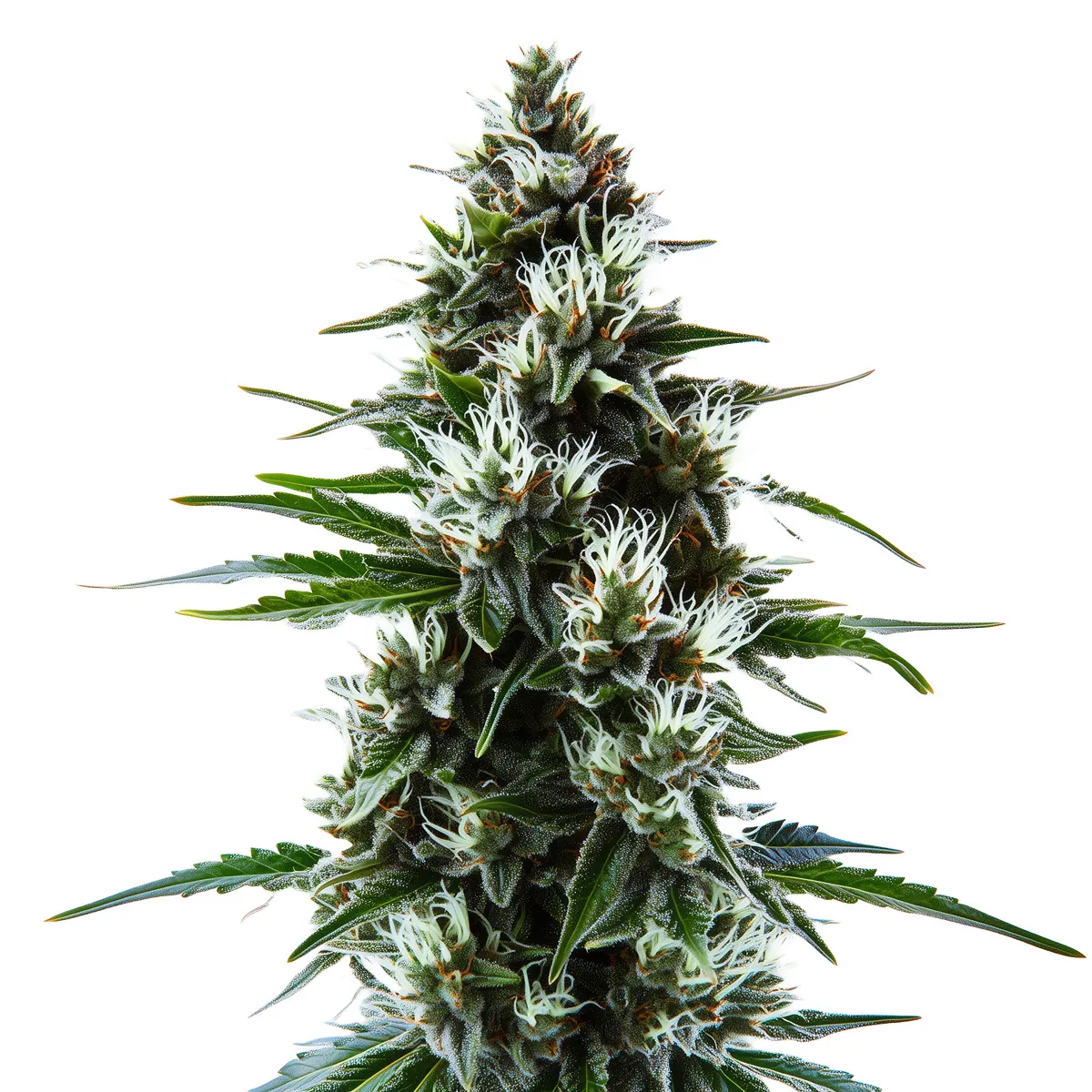 MAC 1 Auto — afbeelding 2