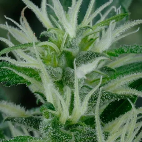 Mango Haze — afbeelding 2