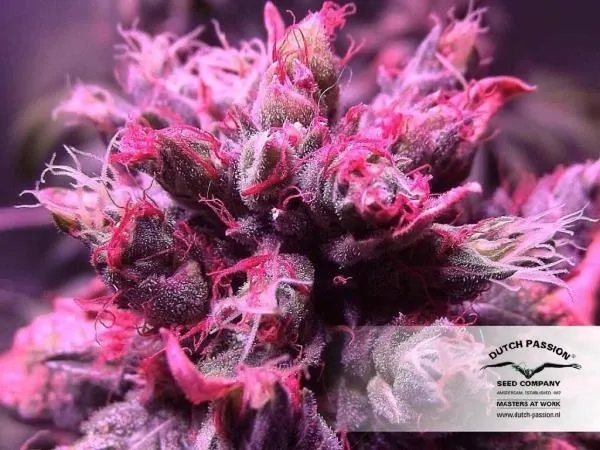 Master Kush — afbeelding 2