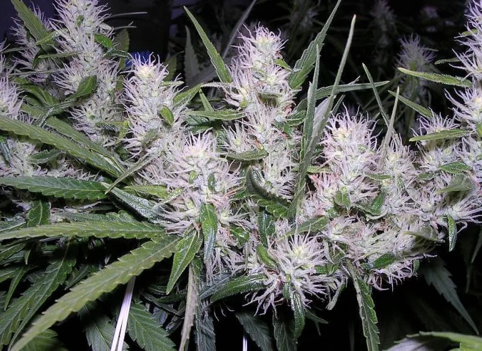 Master Kush — afbeelding 3