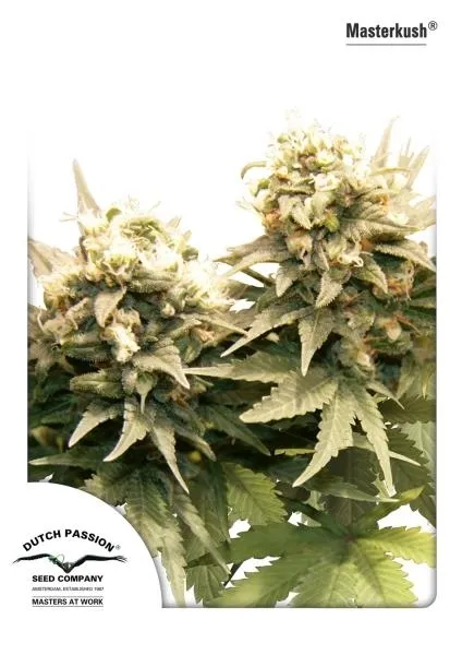 Master Kush — afbeelding 4