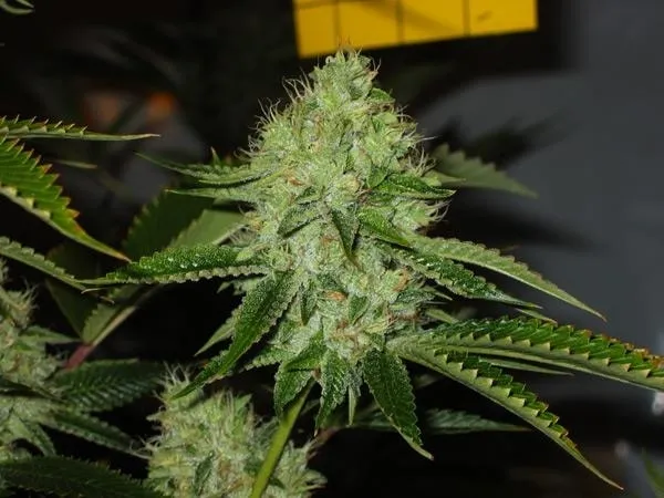 Medicine Man — afbeelding 2