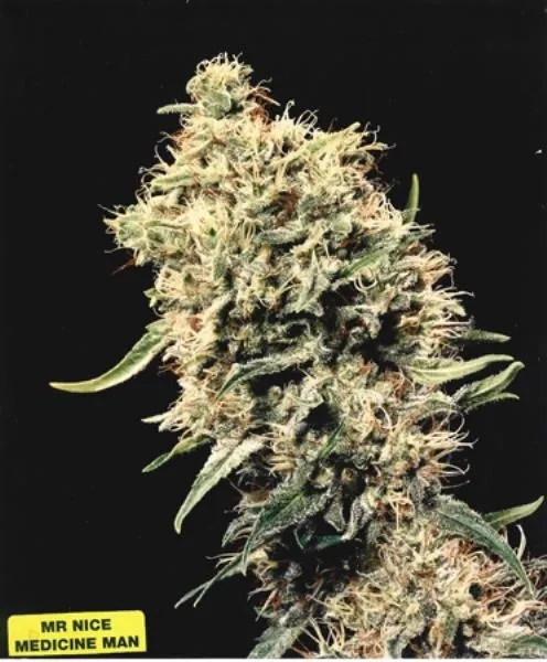 Medicine Man — afbeelding 3