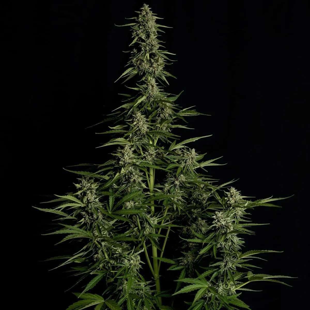 Medusa F1 — afbeelding 3