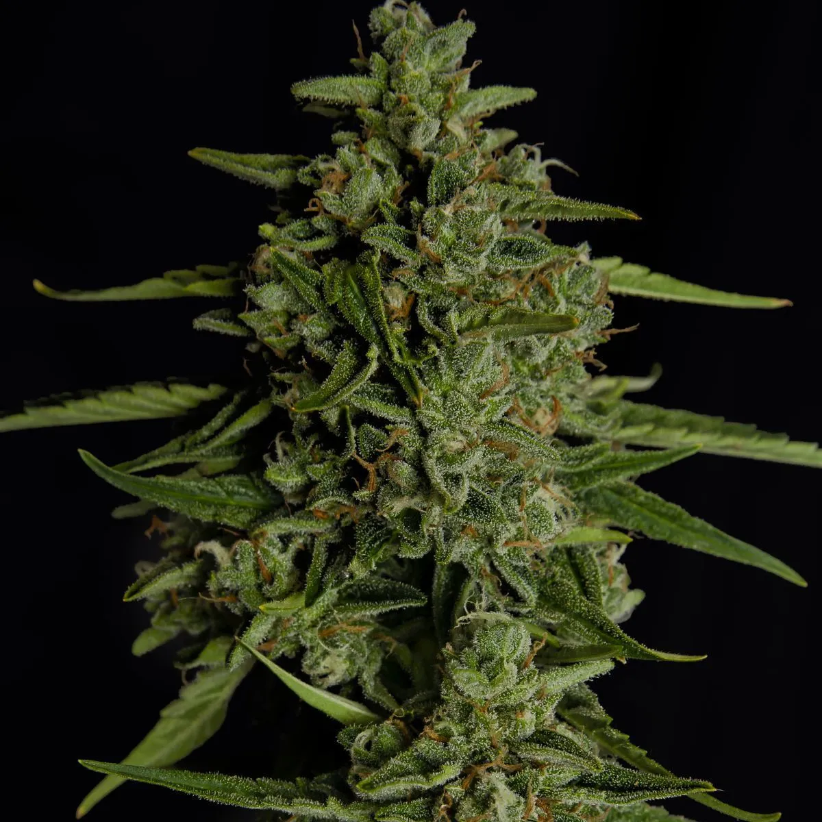 Medusa F1 — afbeelding 4