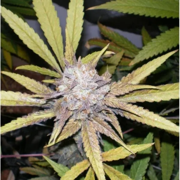 Melon Gum — afbeelding 2