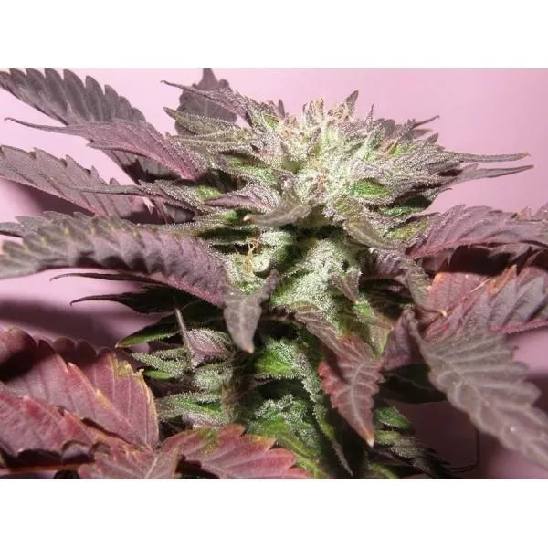 Melon Gum — afbeelding 3