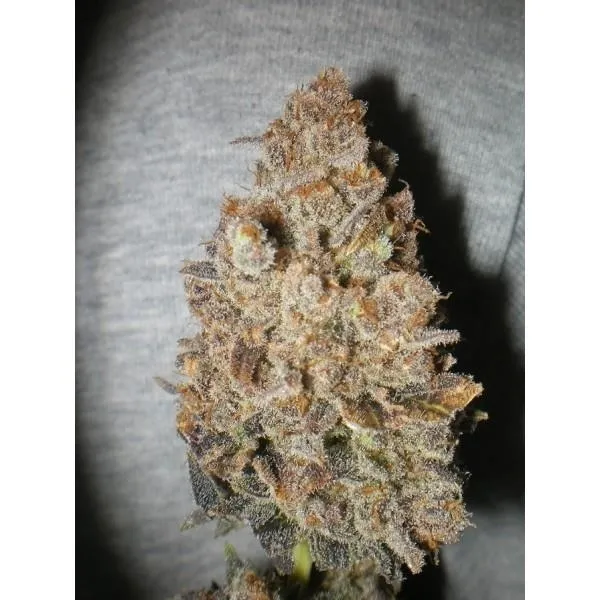 Melon Gum — afbeelding 4