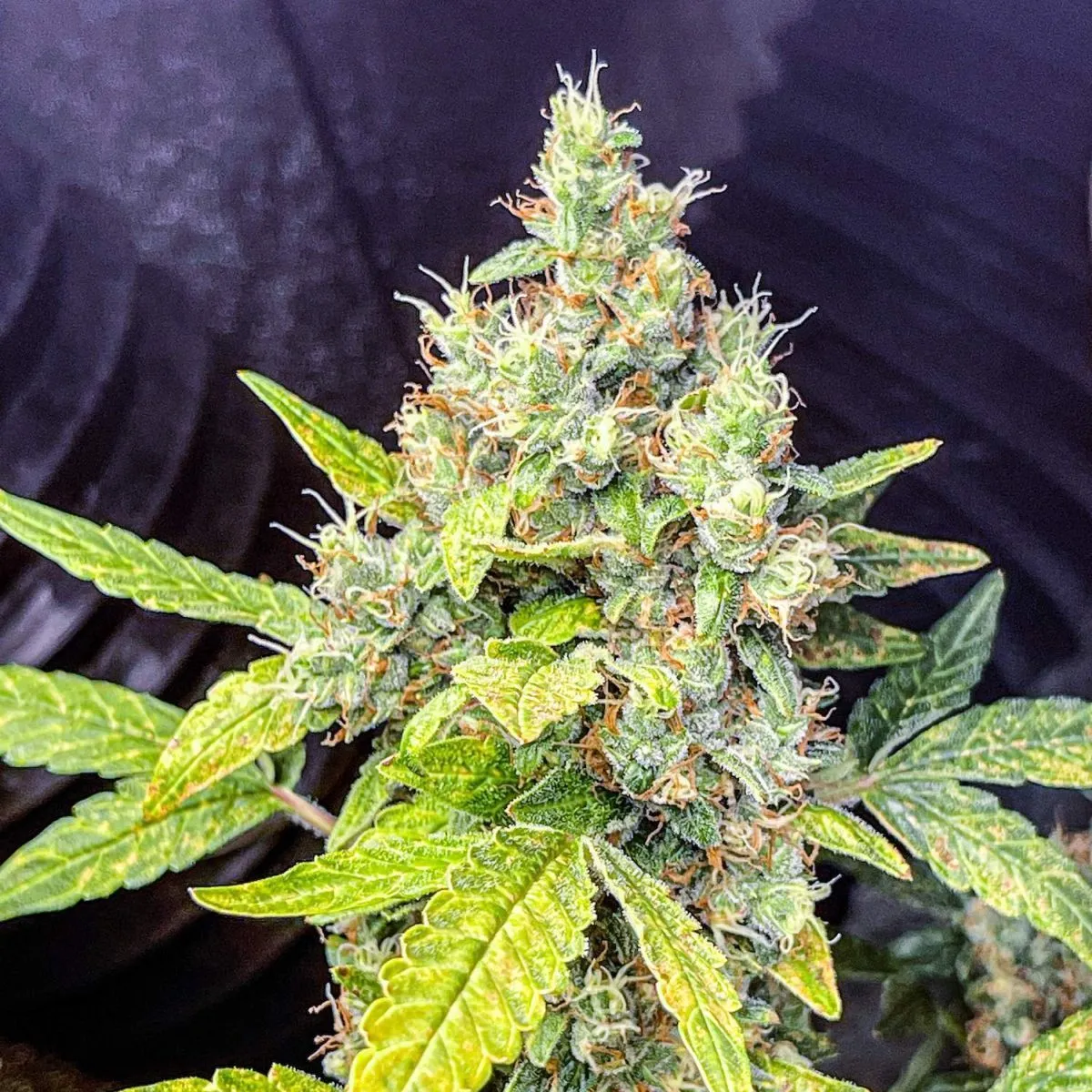Milkshake Kush Autoflower
