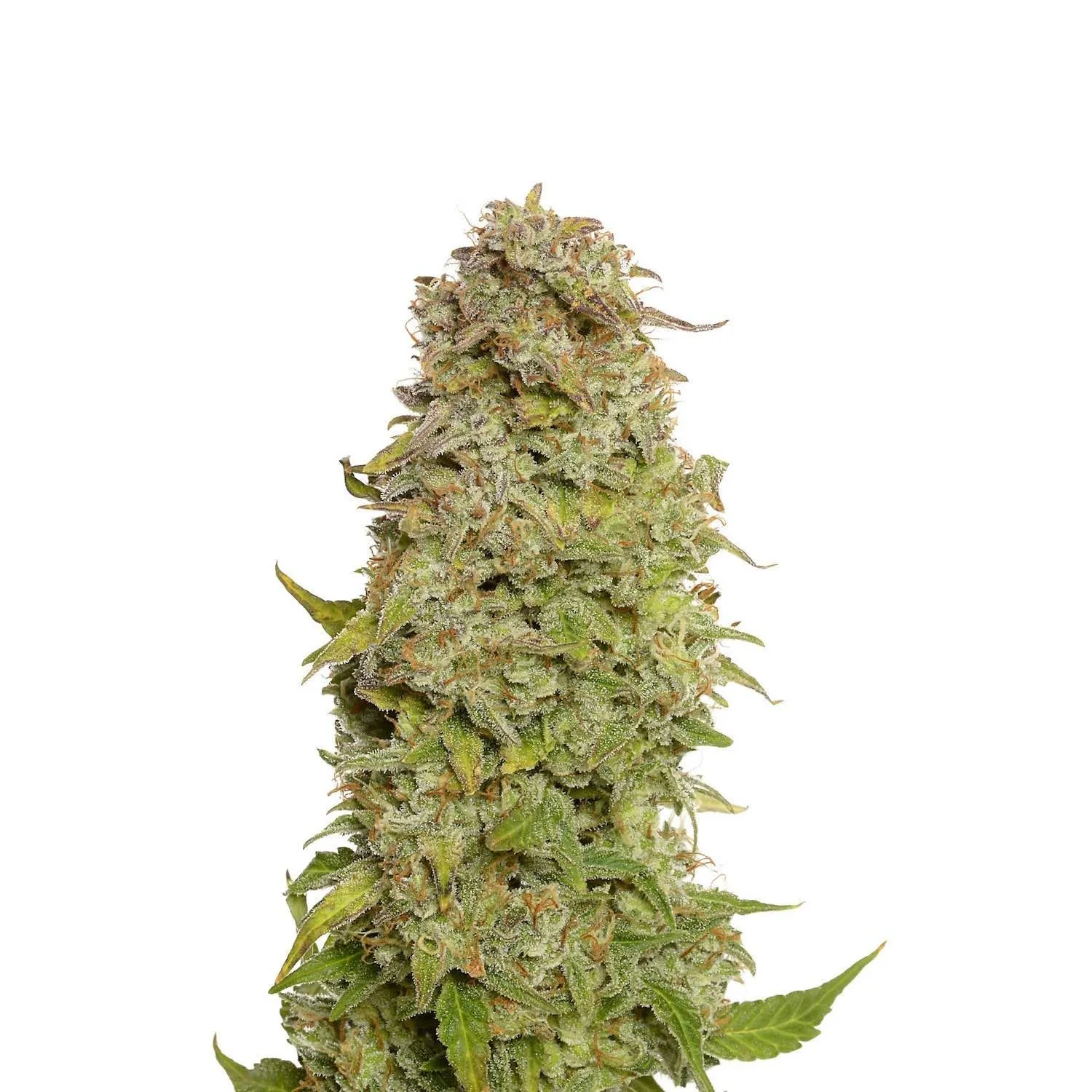 Milkshake Kush Autoflower — afbeelding 2