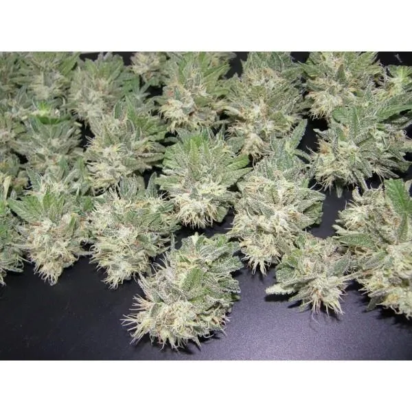 PainKiller — afbeelding 3