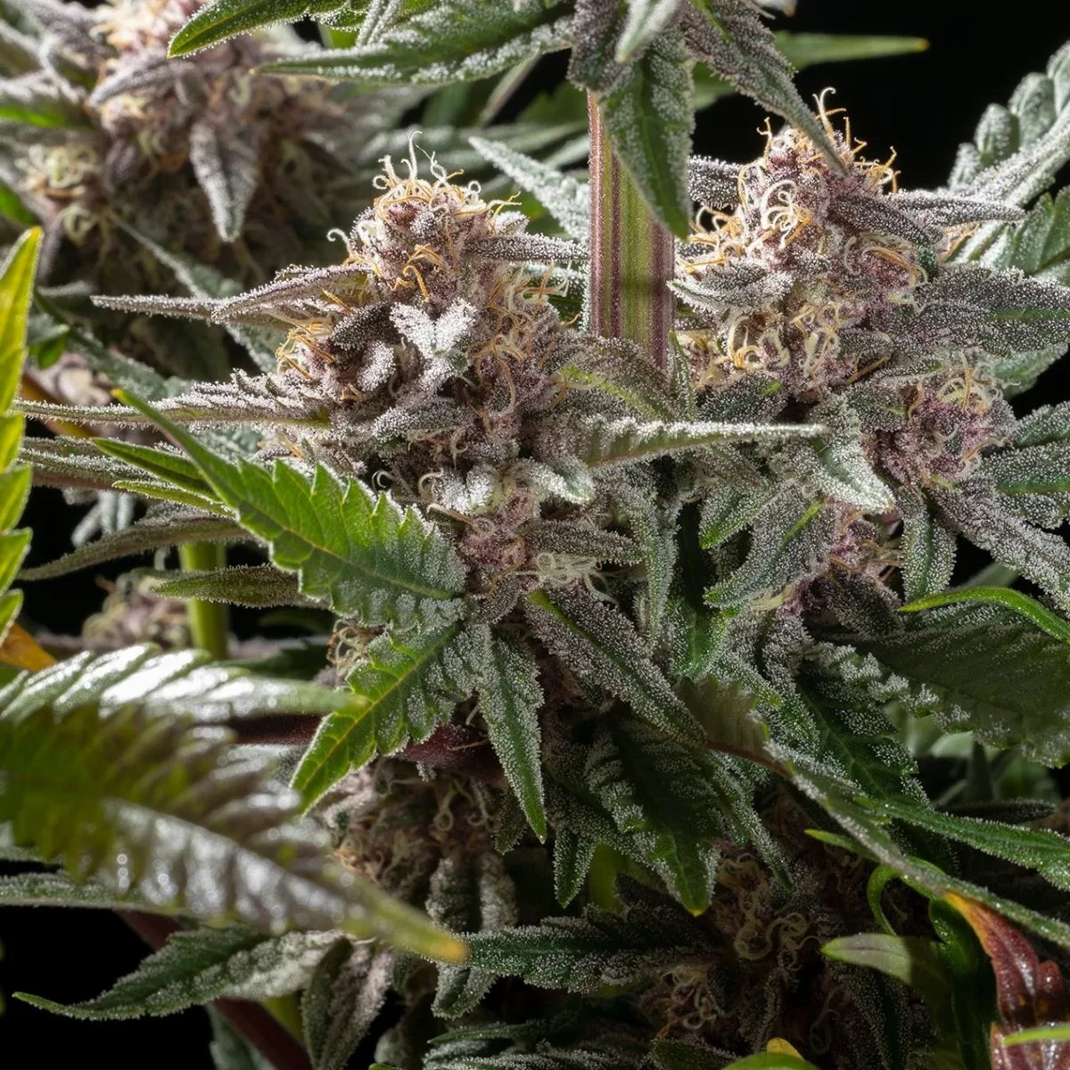 Pink Gelato — afbeelding 2
