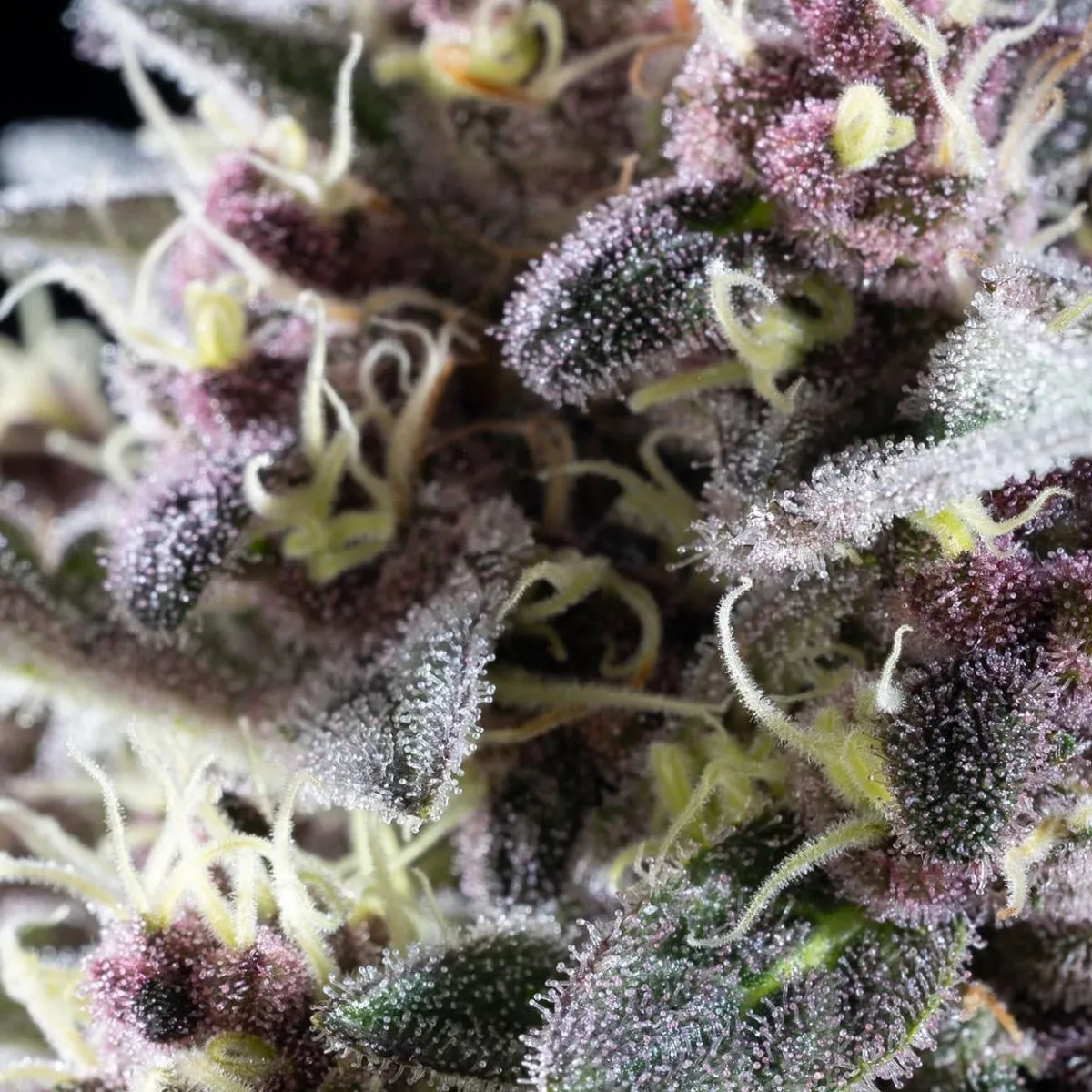 Pink Gelato — afbeelding 3