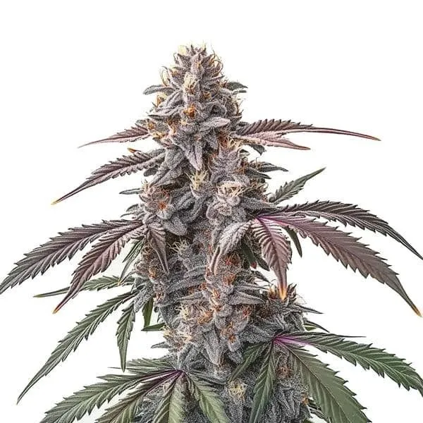 Pinkman Goo — afbeelding 2