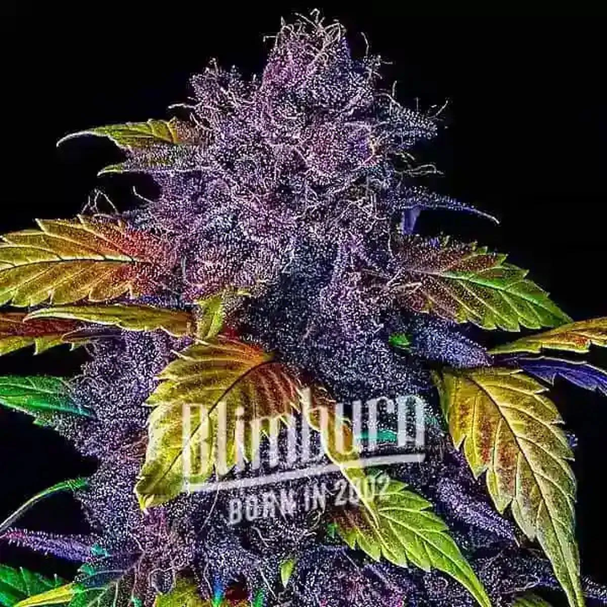 Purple Lemonade — afbeelding 2