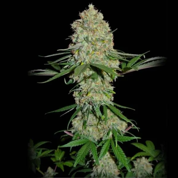 Silver Buddha Haze — afbeelding 2