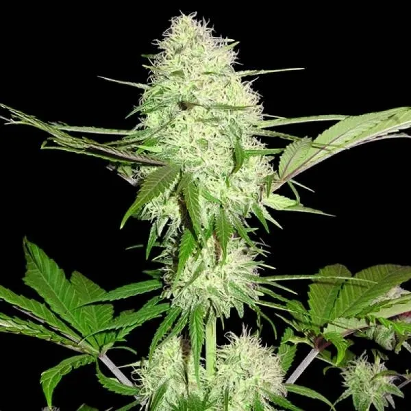 Silver Buddha Haze — afbeelding 3