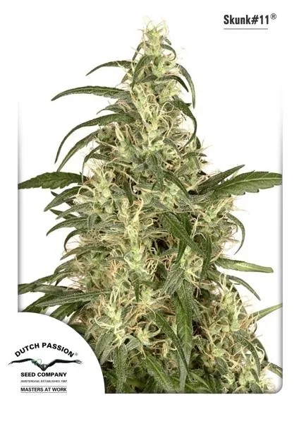 Skunk 11 — afbeelding 2