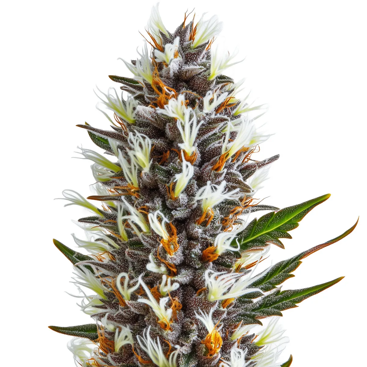 Skywalker OG Auto — afbeelding 2