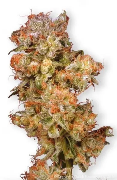 Snow Bud — afbeelding 2