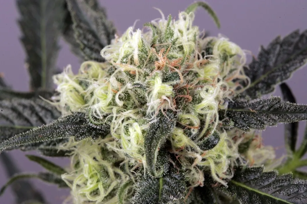 Snow Bud — afbeelding 3