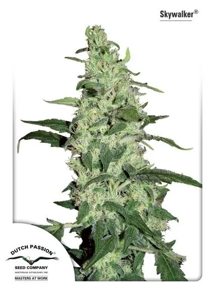 Snow Bud — afbeelding 4