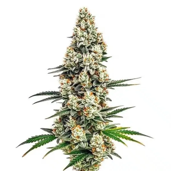 Stardawg — afbeelding 2