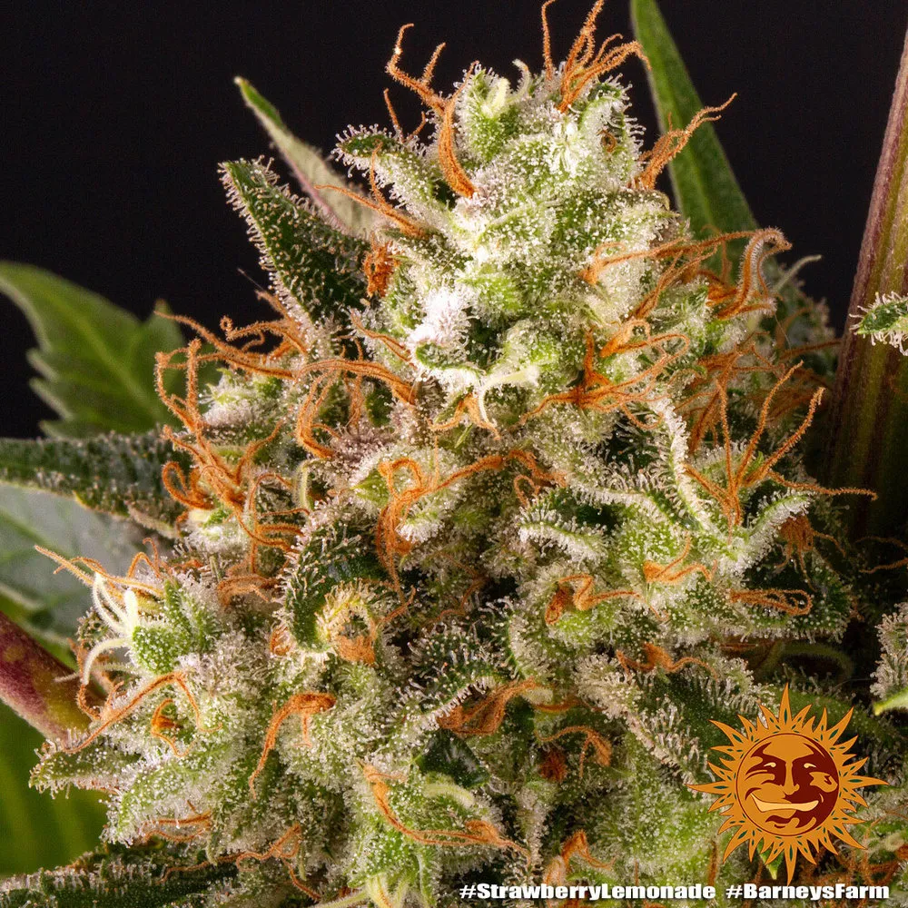 Strawberry Lemonade — afbeelding 2