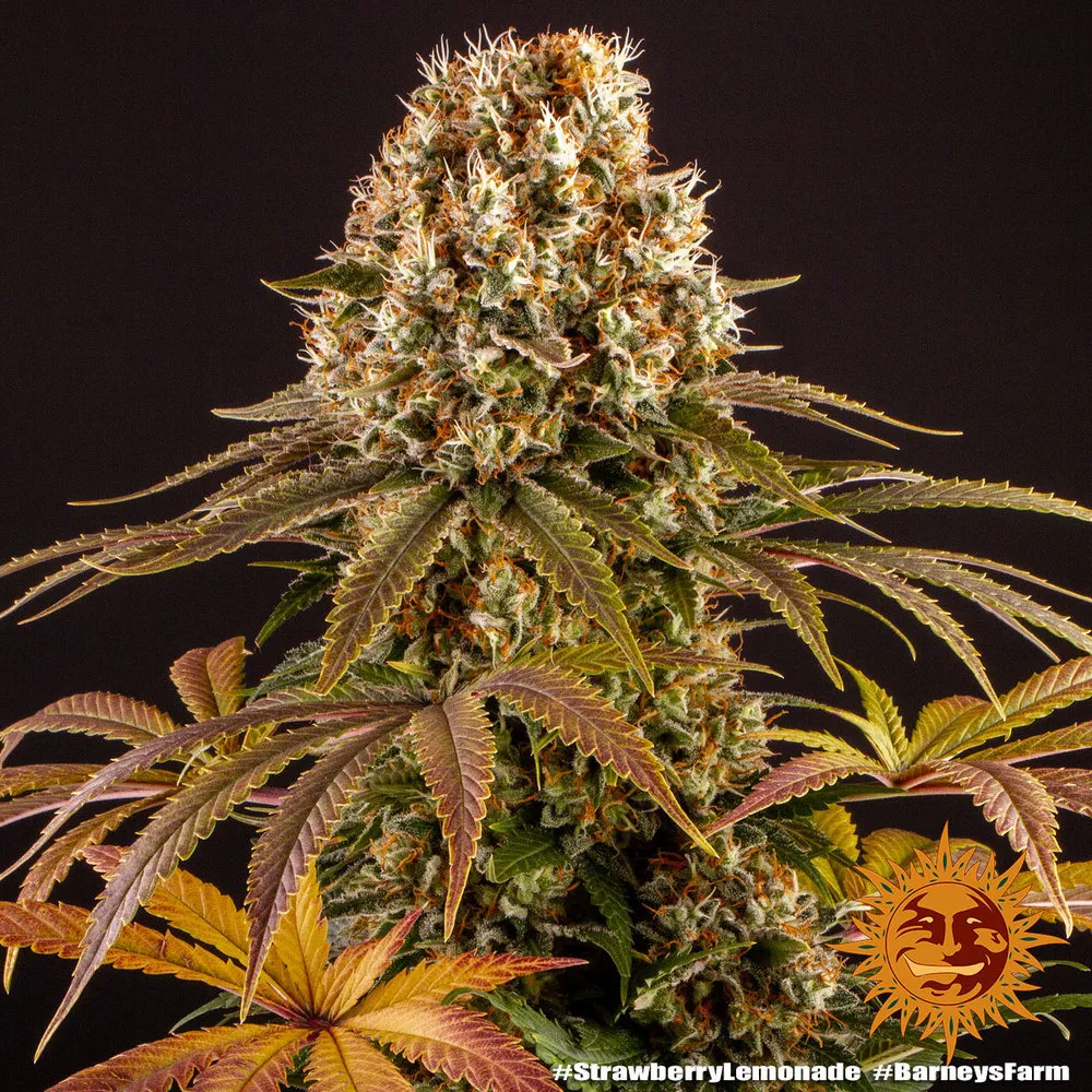 Strawberry Lemonade — afbeelding 3