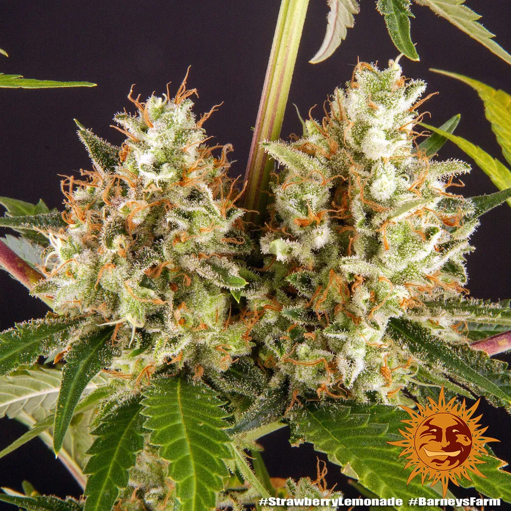 Strawberry Lemonade — afbeelding 4