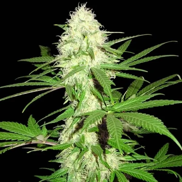 Sumo's Big Bud — afbeelding 2