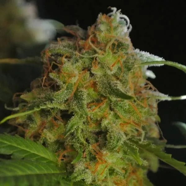 Sumo's Big Bud — afbeelding 3