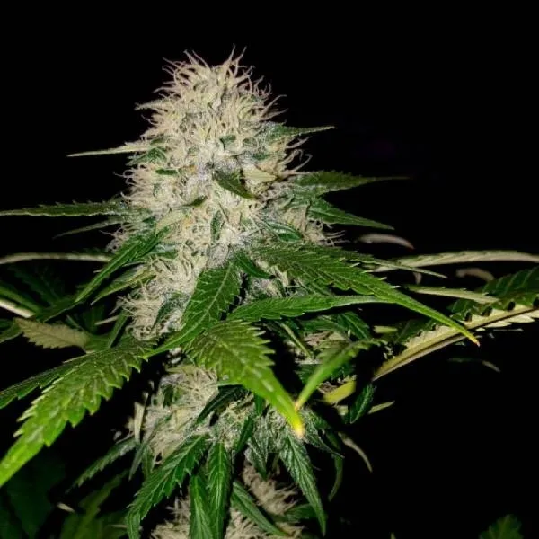 Sumo's OG Kush — afbeelding 2