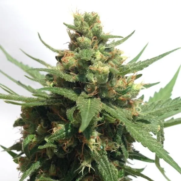Sumo's OG Kush Auto — afbeelding 2