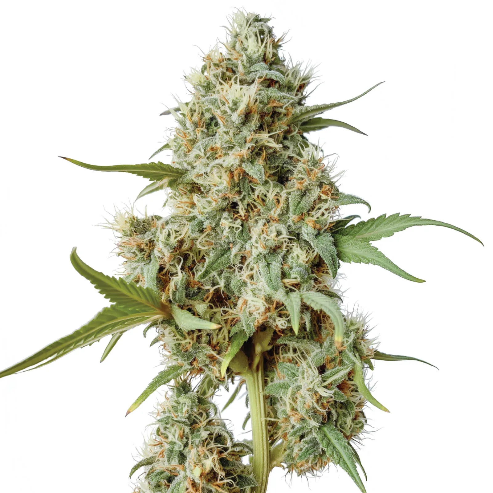 Sunny Spike F1 — afbeelding 2